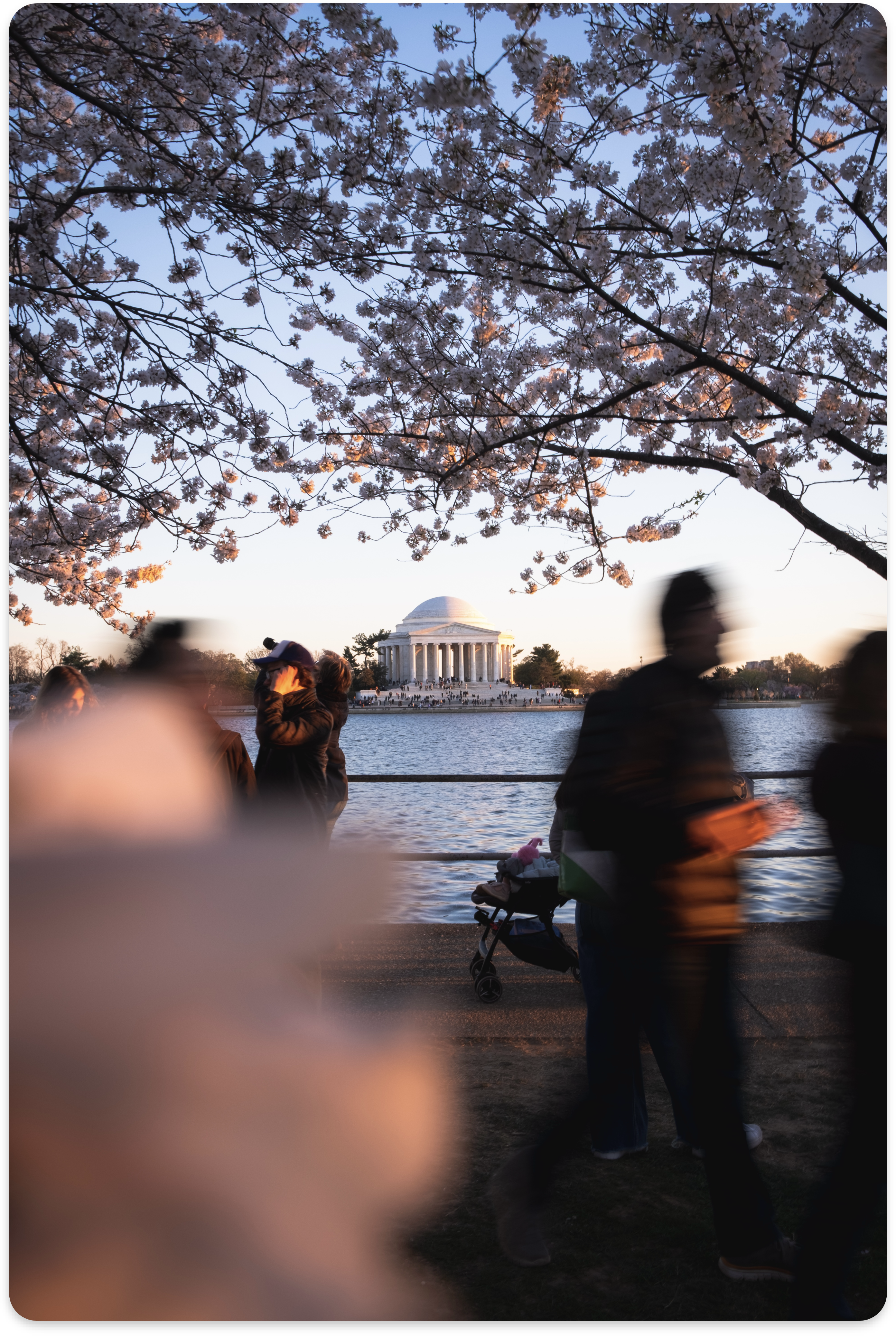 Tidal Basin, Washington DC during cherry blossom festival